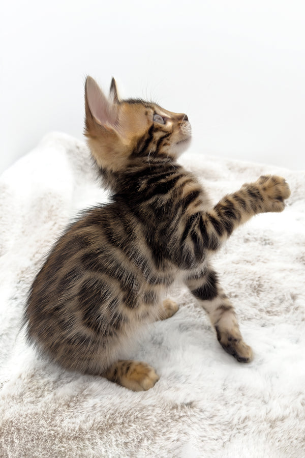 Phoenix | Bengal Kitten