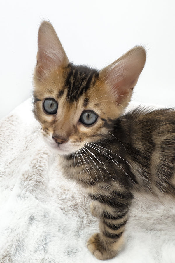 Phoenix | Bengal Kitten