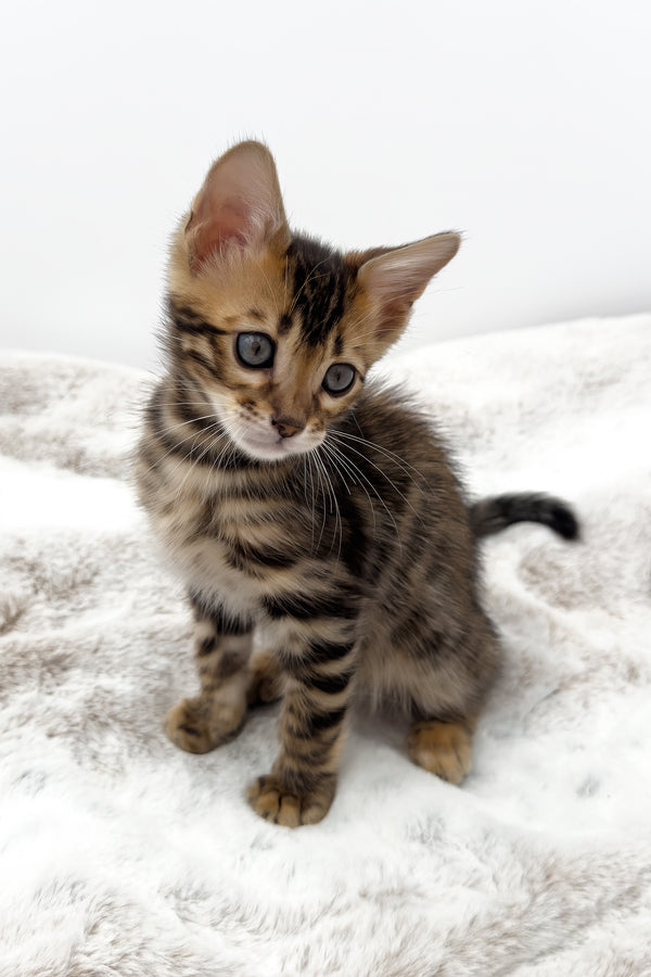 Phoenix | Bengal Kitten