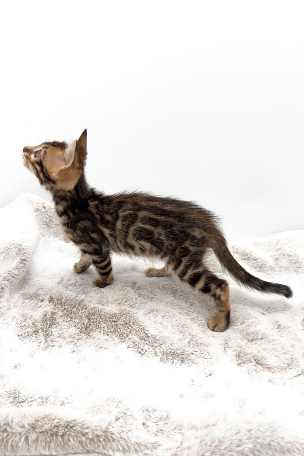 Phoenix | Bengal Kitten