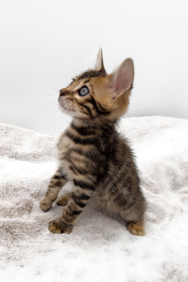 Phoenix | Bengal Kitten