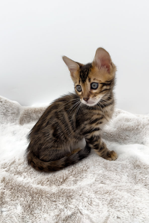 Phoenix | Bengal Kitten