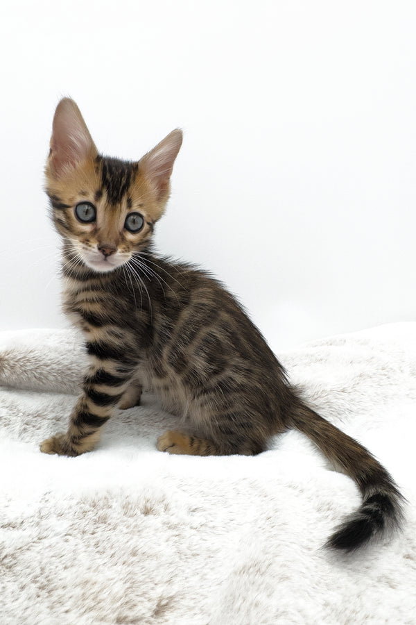 Phoenix | Bengal Kitten