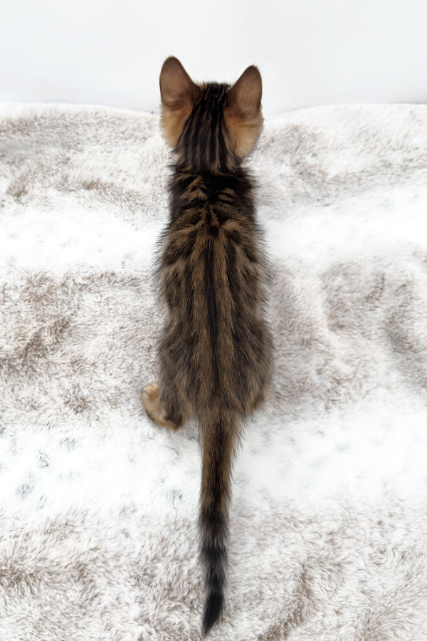 Phoenix | Bengal Kitten