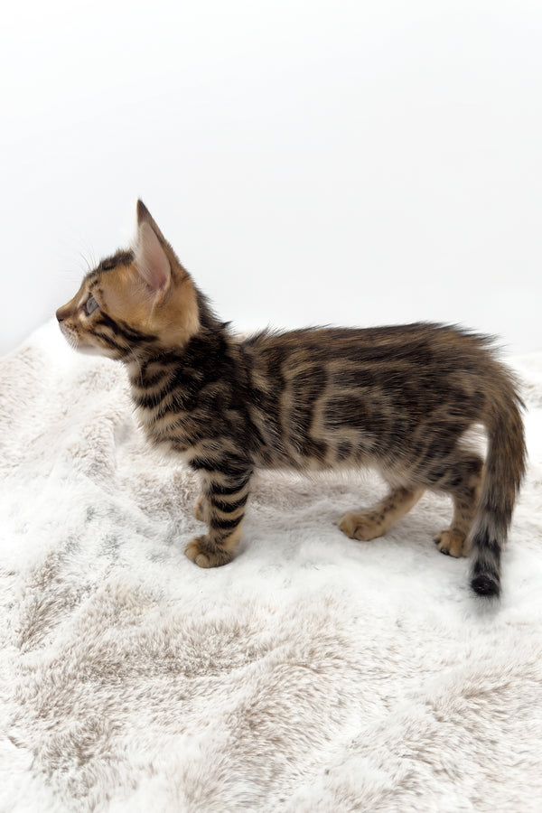 Phoenix | Bengal Kitten