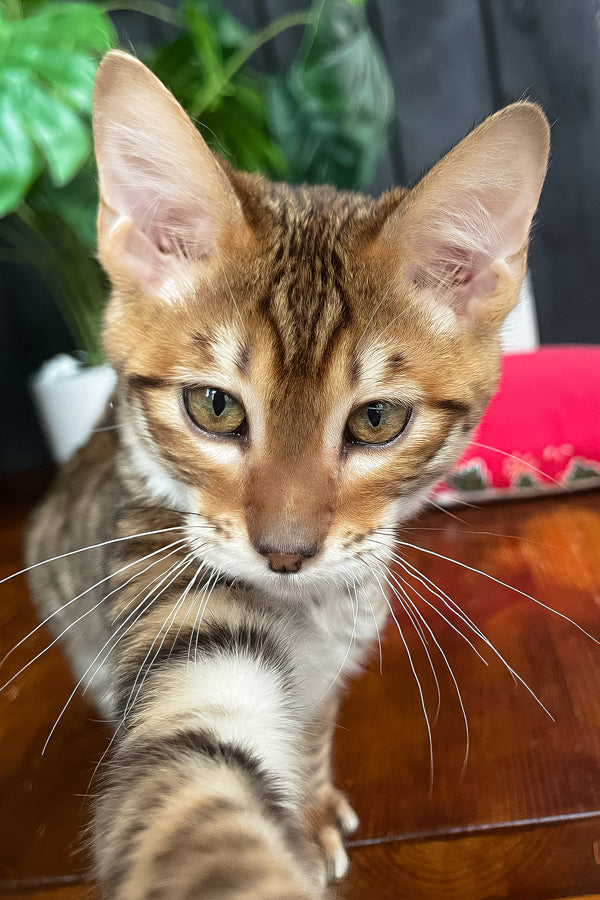 Phoenix | Toyger Kitten
