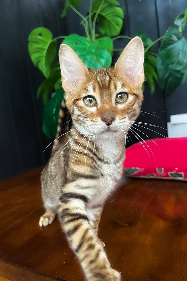 Phoenix | Toyger Kitten