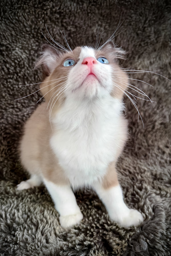 Picasso | Cherubim Ragdoll Kitten