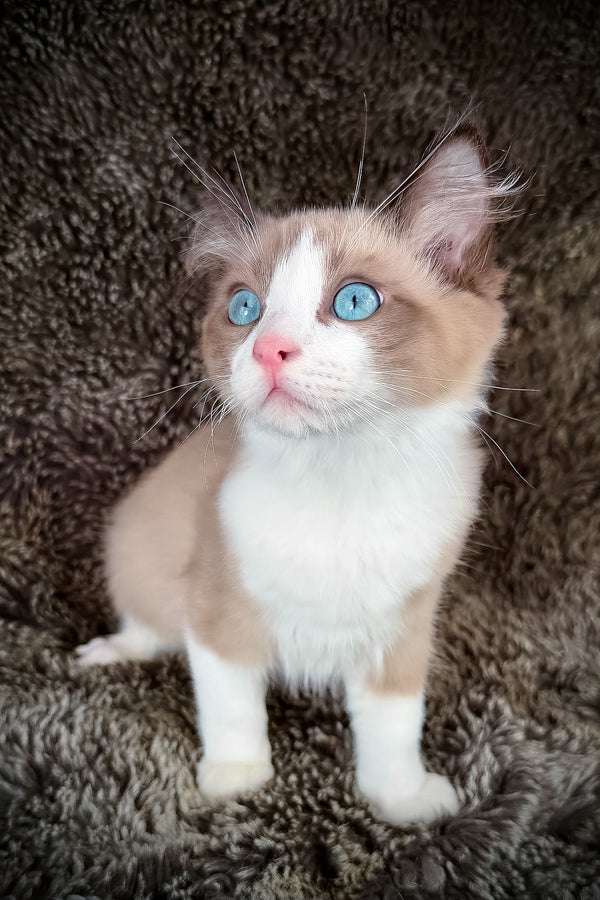 Picasso | Cherubim Ragdoll Kitten