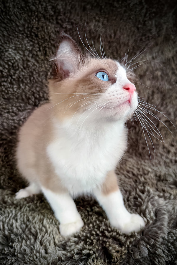 Picasso | Cherubim Ragdoll Kitten