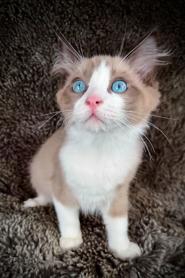 Picasso | Cherubim Ragdoll Kitten