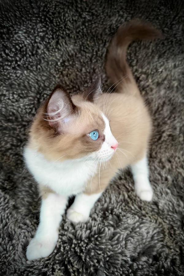 Picasso | Cherubim Ragdoll Kitten