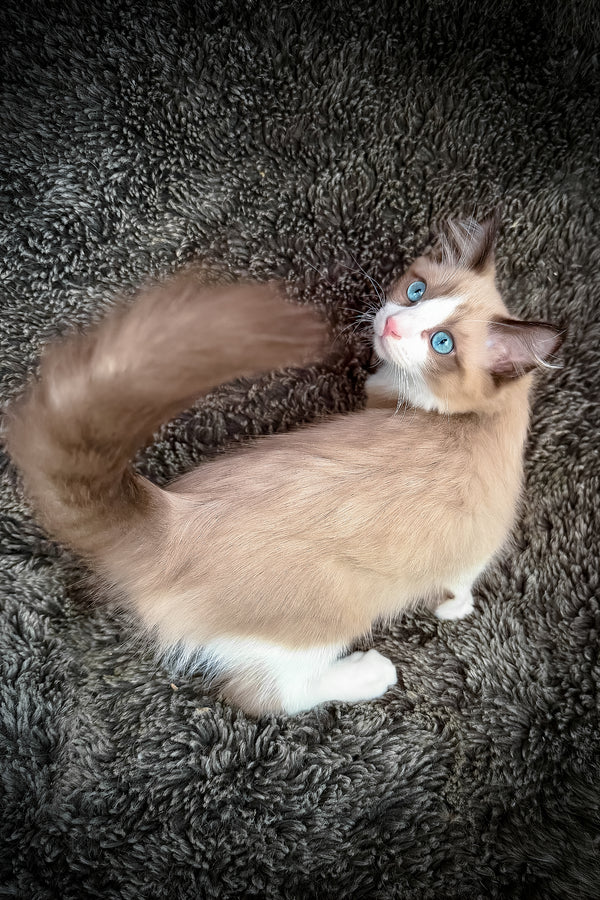 Picasso | Cherubim Ragdoll Kitten
