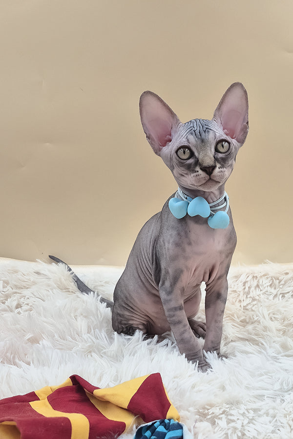Picasso | Canadian Sphynx Kitten