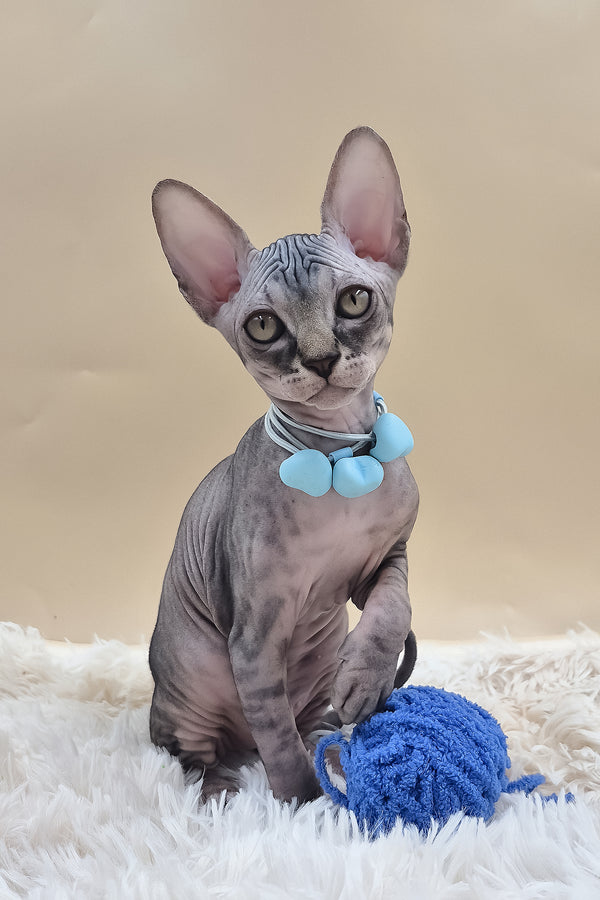 Picasso | Canadian Sphynx Kitten