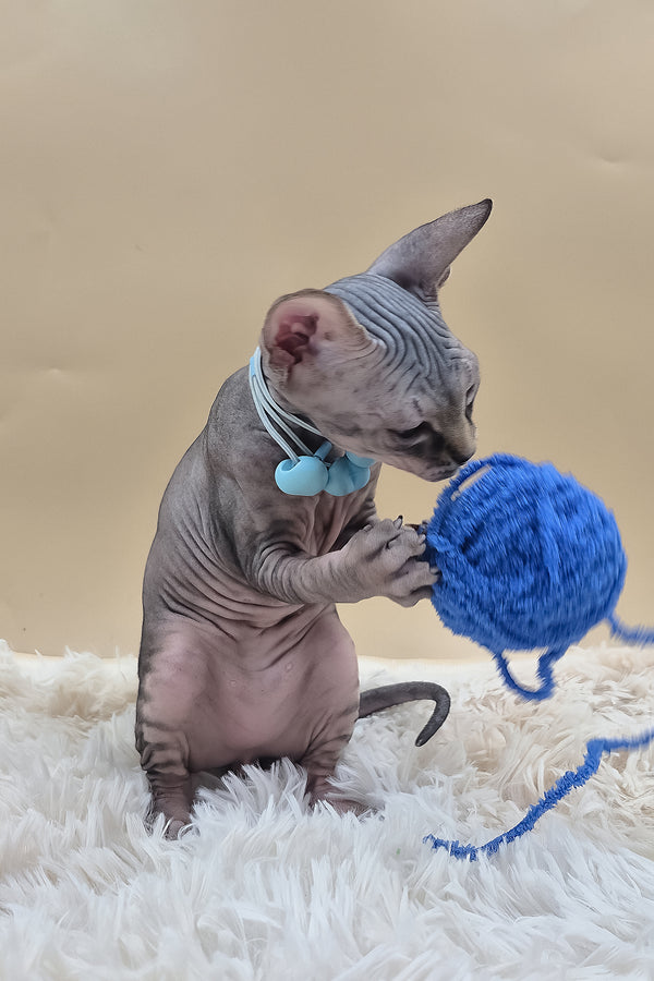 Picasso | Canadian Sphynx Kitten