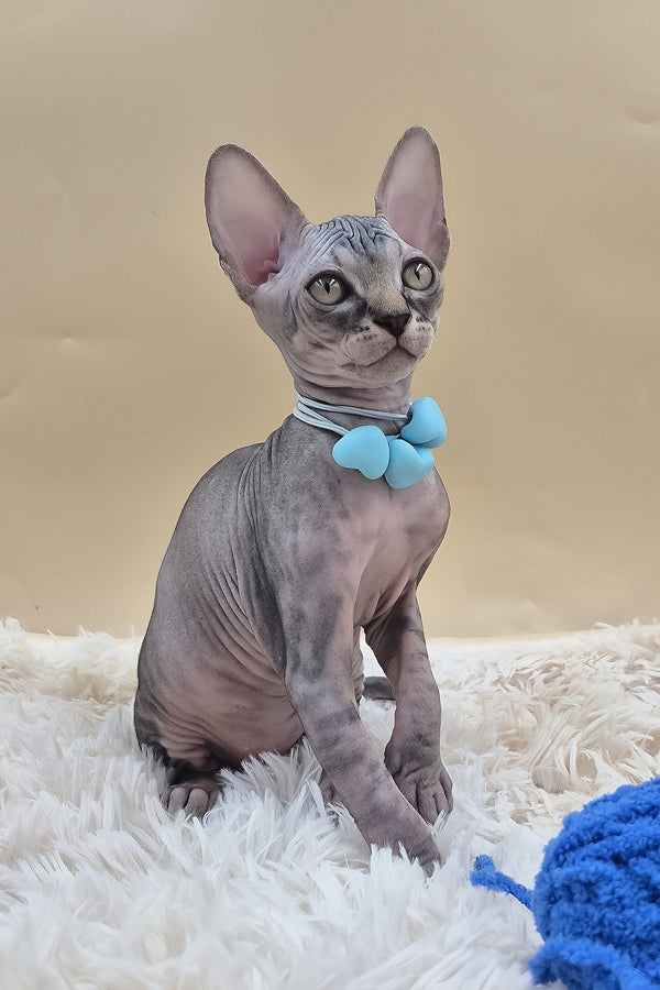 Picasso | Canadian Sphynx Kitten