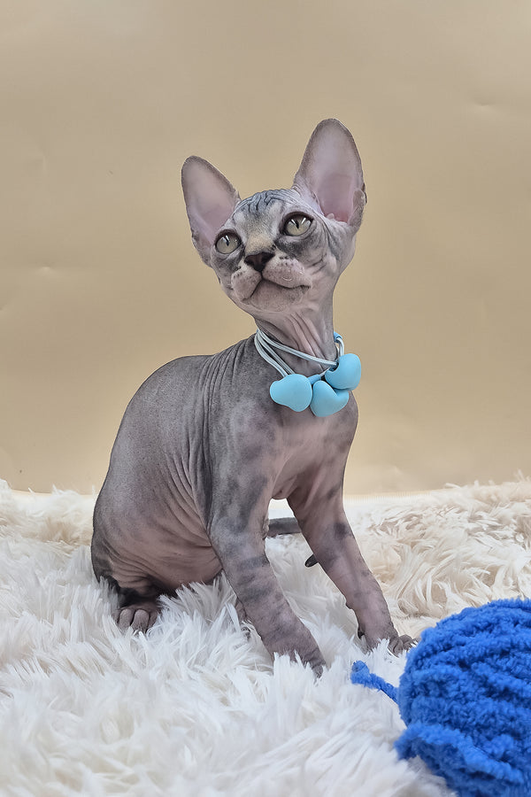 Picasso | Canadian Sphynx Kitten