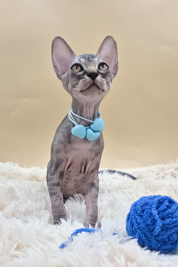 Picasso | Canadian Sphynx Kitten