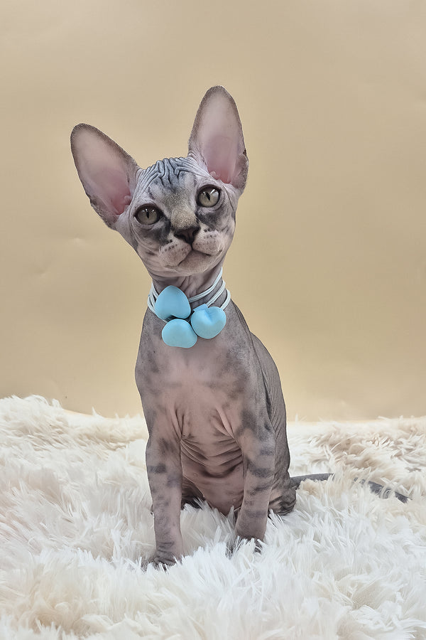Picasso | Canadian Sphynx Kitten