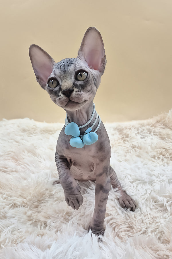 Picasso | Canadian Sphynx Kitten