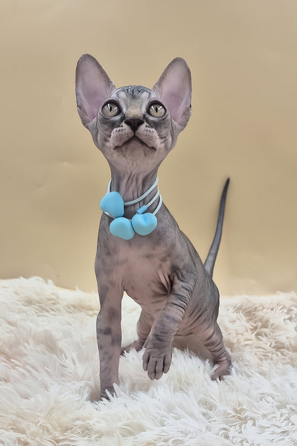 Picasso | Canadian Sphynx Kitten