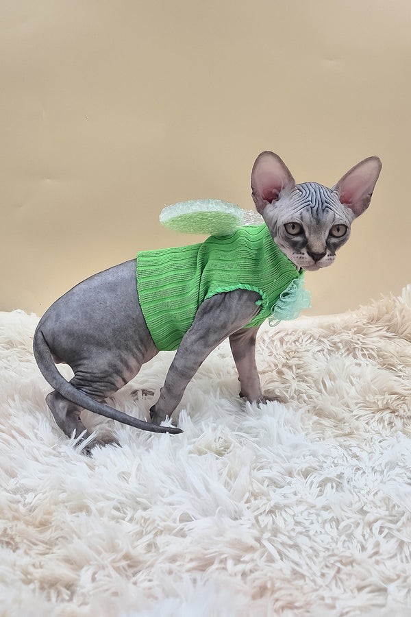 Picasso | Canadian Sphynx Kitten