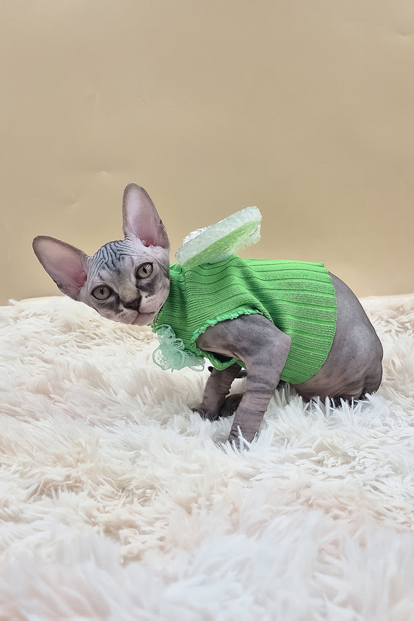 Picasso | Canadian Sphynx Kitten