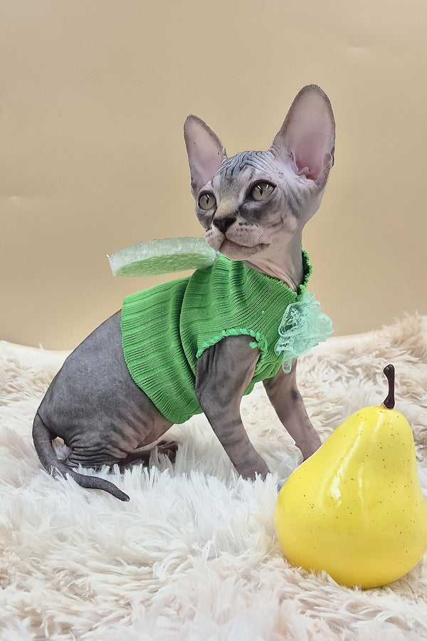Picasso | Canadian Sphynx Kitten