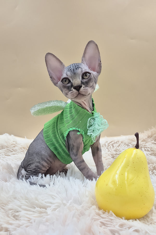 Picasso | Canadian Sphynx Kitten