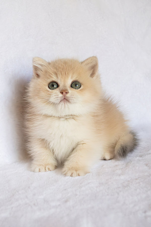 Piksel | British Shorthair Kitten