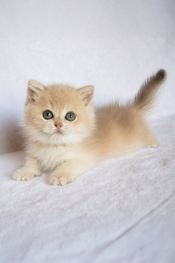Piksel | British Shorthair Kitten