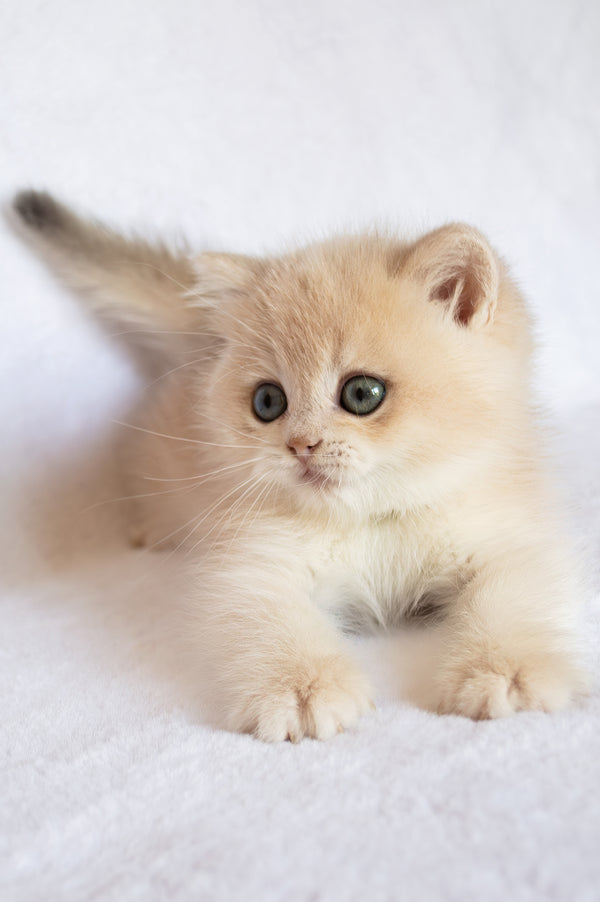 Piksel | British Shorthair Kitten