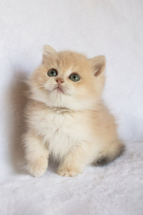 Piksel | British Shorthair Kitten