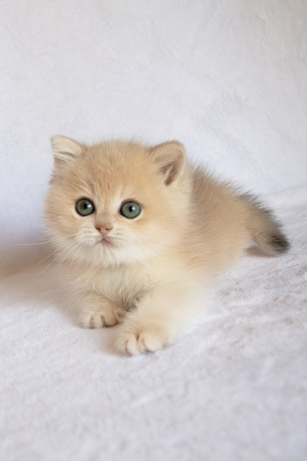 Piksel | British Shorthair Kitten