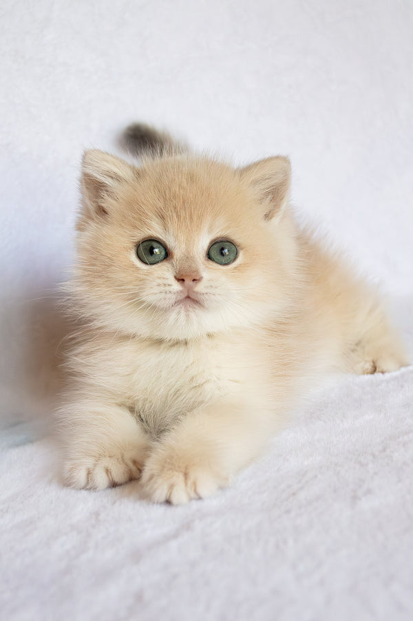 Piksel | British Shorthair Kitten