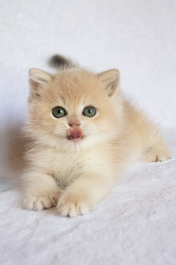 Piksel | British Shorthair Kitten
