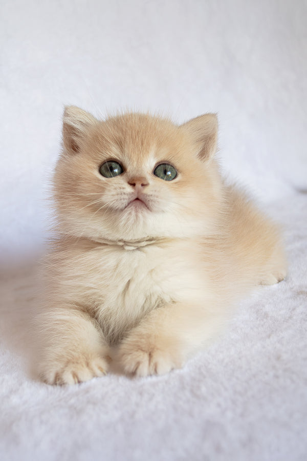 Piksel | British Shorthair Kitten