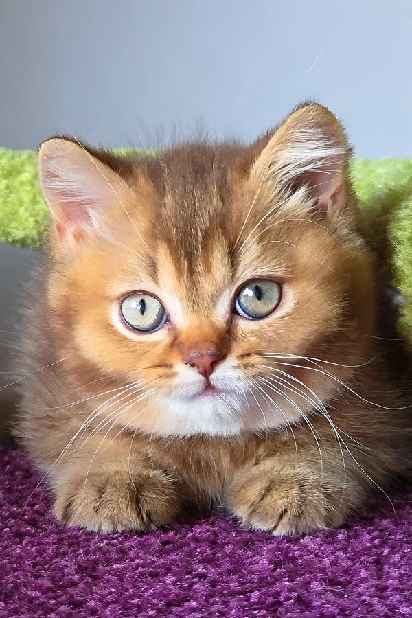 A fluffy pink british shorthair kitten with green eyes resting on purple surface showing british shorthair charm