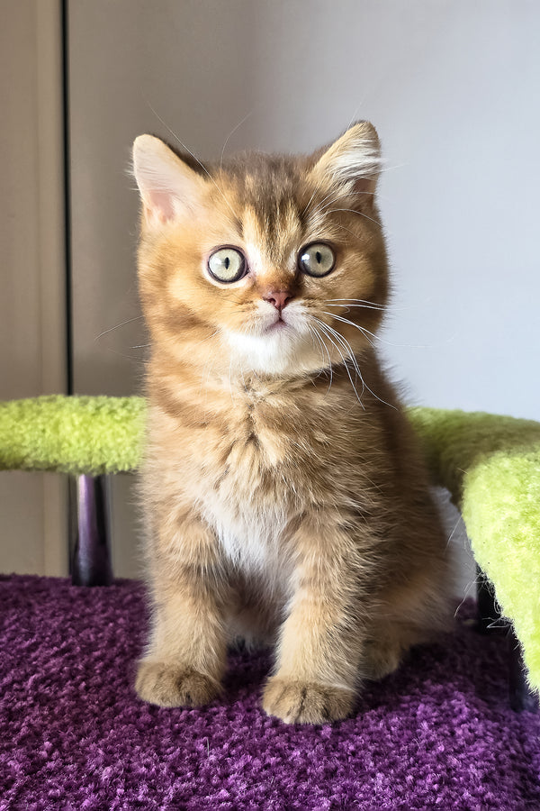 Pink british shorthair kitten with british shorthair charm and striking green eyes on a purple carpet, purebred kitties