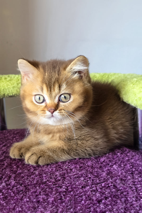 A fluffy golden tabby british shorthair charm kitten with green eyes rests on a plush purple surface purebred kitties