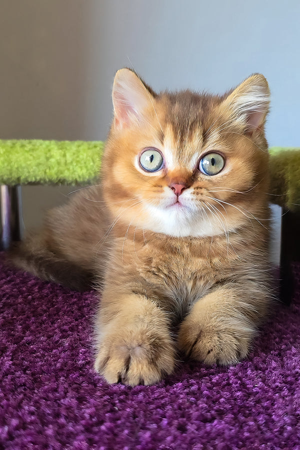 A fluffy golden tabby british shorthair kitten with green eyes on a plush purple rug showcasing british shorthair charm