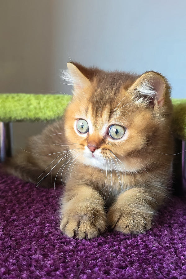 A fluffy golden british shorthair charm kitten with green eyes rests on a plush purple surface purebred kitties guaranteed