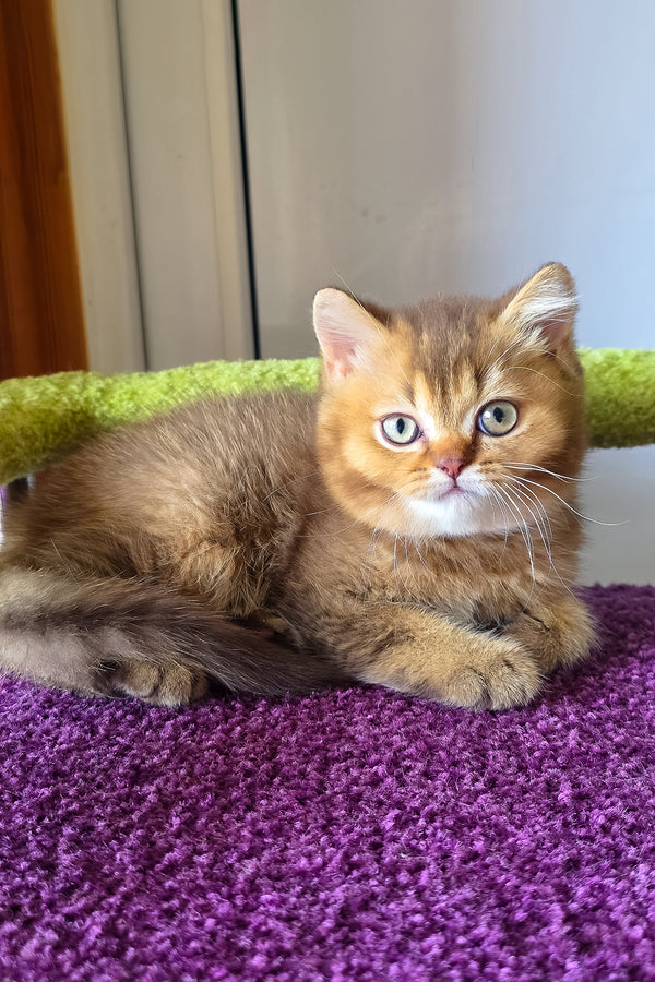 A fluffy golden british shorthair kitten with british shorthair charm and purebred kitties rests on a purple rug