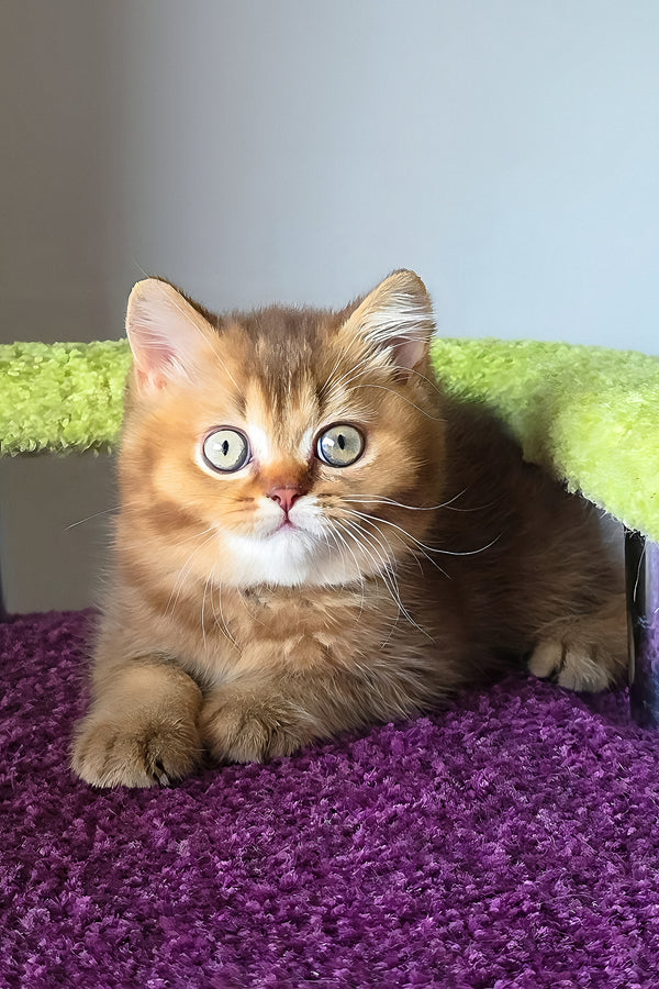 A fluffy golden british shorthair kitten with green eyes resting on a plush purple carpet showcasing british shorthair charm