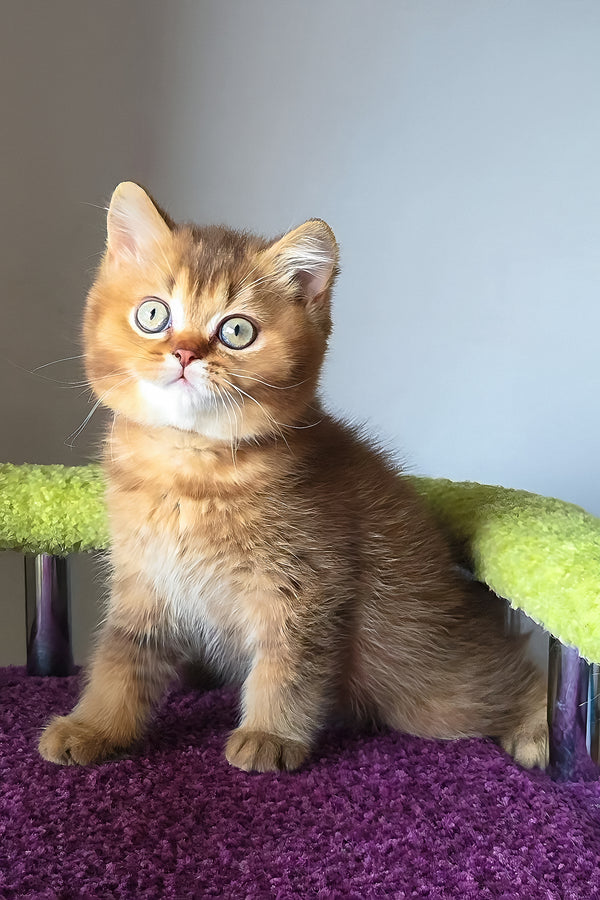 Pink british shorthair kitten with british shorthair charm and striking green eyes on purple carpet, purebred kitties guaranteed