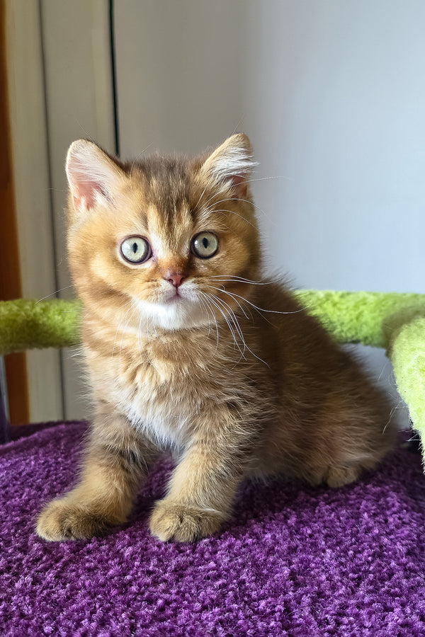 A fluffy golden tabby british shorthair kitten with green eyes and white chest on purple surface showcasing british shorthair charm