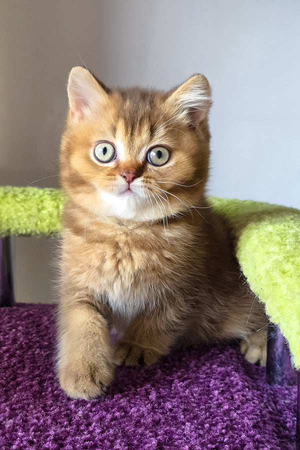 A fluffy golden tabby british shorthair kitten with green eyes and white chest sitting on a purple textured surface showing british shorthair charm