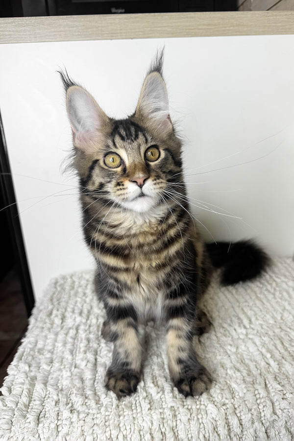 Pinky | Maine Coon Kitten