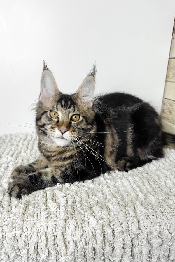 Pinky | Maine Coon Kitten